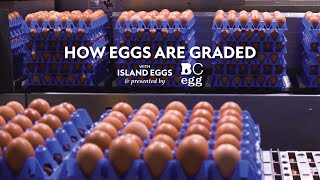 How Eggs Are Graded Inside A Grading Station With BC Egg [upl. by Crescint]