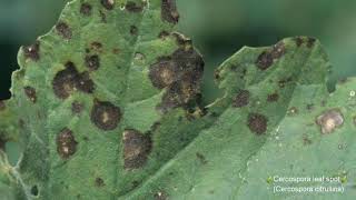 Cucumber  Fungi  Diseases  Symptoms  Management [upl. by Jollanta]