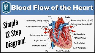 Blood Flow Through the Heart Made Easy  Cardiac Circulation Animation [upl. by Ydnil794]