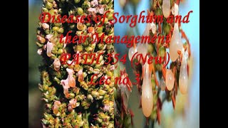 Diseases of Sorghum and their Management PATH 354 New Lec no 3 [upl. by Leake212]