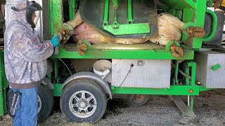 como curar los cascos de las vacas pezuñas de las vacas Herramientas para ganado [upl. by Ulrich]