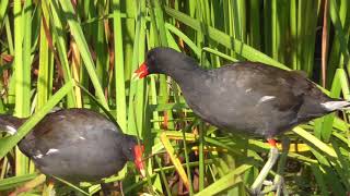 Common GallinuleMoorhen [upl. by Yonita]