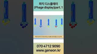 바이오 amp 생명 공학 지식파지 디스플레이Phage displayPart1 shorts [upl. by Hesketh]