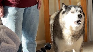 Caught My Husky Complaining About Me To My Mum [upl. by Ahsieker479]