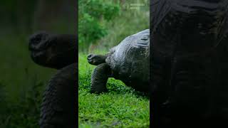 The 5 Most Stunning Creatures of the Galápagos Islands wildlifediversity animals [upl. by Ailimaj560]