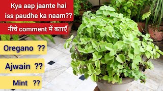 Oregano plant care Ajwain Plant आखिर कौन सा है यह पौधा Ek best permanent hardy plant [upl. by Irrac]