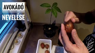 Hogyan neveljünk Avokádót Avocado Tree from Seed [upl. by Anile326]