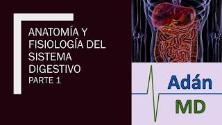 Anatomía y Fisiologia del Sistema Digestivo parte 1 [upl. by Nanahs271]