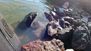 Ochoco reservoir good rainbow trout fishing nice [upl. by Errot441]