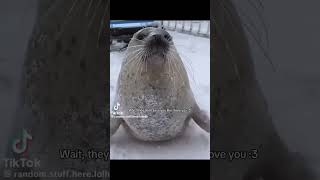 Wait edit babyseal sealy [upl. by Airdnaxela]