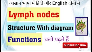 Lymph nodes structure and its functions very easy way [upl. by Hardden]