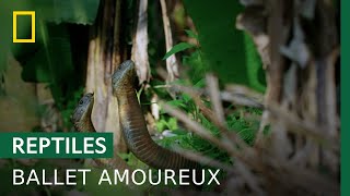 La querelle amoureuse du cobra royal [upl. by Liatris]