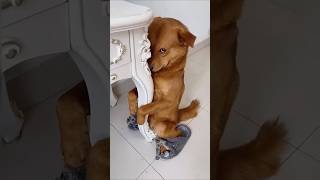 Funny dog funny video episode 94 [upl. by Enirtak598]