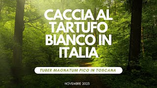 CACCIA al TARTUFO BIANCO Segreti e Sapori nella terra della TOSCANA [upl. by Belloir]