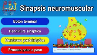 Sinapsis neuromuscular  Sinapsis neuronal  Sinapsis neuromuscular fisiología [upl. by Sartin]