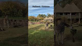 Weekend activity 🦒 Harika bir haftasonu etkinliği daha 🦒 gaiazoo holland kerkrade giraffe zoo [upl. by Aelsel]