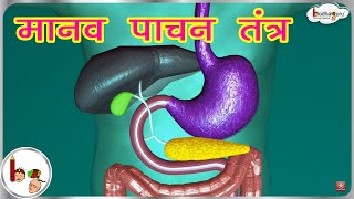 मानव पाचन तंत्र  3D एनीमेशन  Human Digestive system Animated 3D model  in Hindi [upl. by Tab]