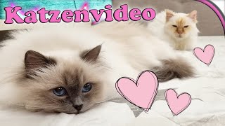 KATZENVIDEO 🐱 Das ist gerade los 💕 [upl. by Chinua]