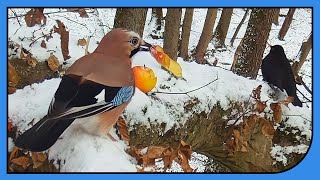 Vögel mögen leckeren Apfel im Schnee [upl. by Sucam]