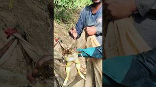 ఇదేం కప్ప రా మామ  MONSTER FROG 🐸 fishing villagefishinglife fishspecies fishingvideo fish [upl. by Hanus]