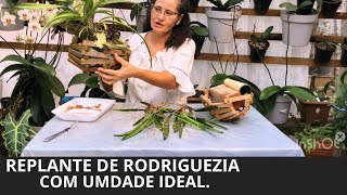 Replante de rodriguezia lanceolata com umidade ideal [upl. by Puna448]