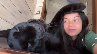 Lets get warm with Luna the panther and Venza 😸❄️ENG SUB [upl. by Pavior]