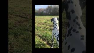 My Dalmatian puppy Roman fyp explore dogshorts dogs tereaz [upl. by Yak]