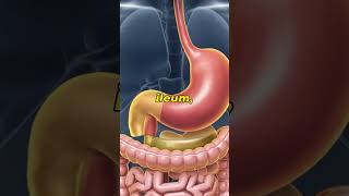 GCSE Science  Parts of the digestive system gcsescience [upl. by Boothman]