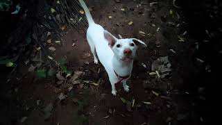 Rajapalayam dog barking [upl. by Aleusnoc388]