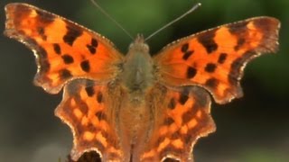 CFalter Schmetterling Polygonia calbum [upl. by Suzanna503]