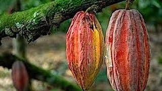 Cómo Rehabilitar un Cultivo de Cacao no Rentable  TvAgro por Juan Gonzalo Angel [upl. by Brandes428]