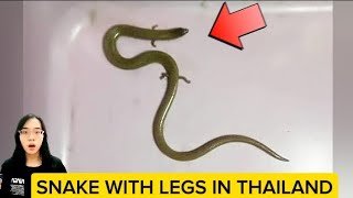 Snake with legs in Thailand [upl. by Wilfrid]