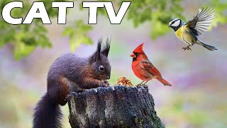 NEW IMPROVED TV FOR CAT 🎥🐱 Squirrel And Bird Play By The Bird Feeder 🕊🐿 Keep Your Cats Entertained [upl. by Girand]