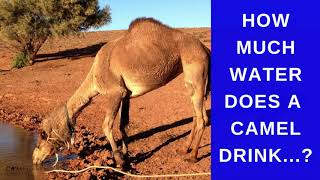 How Much Water Does a Camel Drink [upl. by Sanalda]