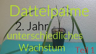 Dattelpalme2 Jahr unterschiedliches WachstumTeil1 plants schweiz exotic [upl. by Naresh681]