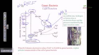 Light reaction of green bacteria [upl. by Tiat]