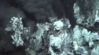 Yeti Crabs from Hydrothermal Vents in Southern Ocean 2 [upl. by Egoreg]