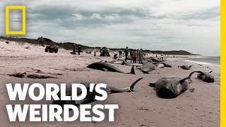 Beached Whales  Worlds Weirdest [upl. by Adnaluy]