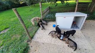 Petite mise au point et aperçu des chiots du moment [upl. by Botsford]