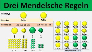 Mendelsche Regeln 1 Uniformitätsregel  2 Spaltungsregel  3 Unabhängigkeitsregel  Biologie [upl. by Kelda]