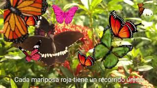 quotEl vuelo de las mariposas rojasquotnaturalezaenviajes [upl. by Ateekal129]