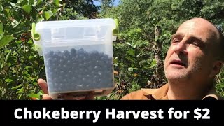 Chokeberry Aronia harvest – grow a superfruit for 2plant and requires little water [upl. by Randee]