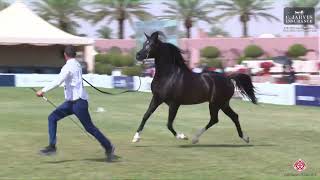 N384 D JALAA  The Saudi National Championships 2023  Stallions 46 Years Old Class 10Bmp4 [upl. by Remled671]