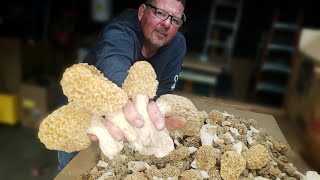 Morel MushroomsHUGE HAUL  for 2024 [upl. by Ulphia]