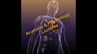 AampP Lecture 13  Muscular System Part 1 of 2 Mechanisms of Contraction [upl. by Karrah698]