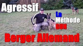 BERGER ALLEMAND AGRESSIF ENVERS LES CONGÉNÈRES [upl. by Anawait]