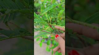 ছাদবাগানে আমলকি গাছ 😍 তাতে মুকুল এসেছে 😍 Gooseberry Plant at Rooftopgarden rooftopgarden trending [upl. by Eiramenna]