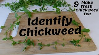 How to Identify Chickweed  How to Make Fresh Chickweed Tea  Foraging  Wildcrafting [upl. by Fokos]