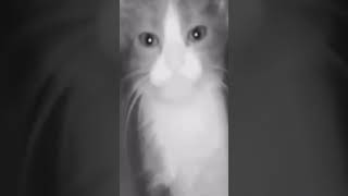 Scary Security Camera Encounter Scary Security Cats [upl. by Neelak]