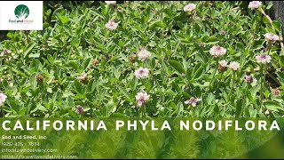 California Phyla Nodiflora Groundcover  Turkey Tangle Frog Fruit [upl. by Ducan259]